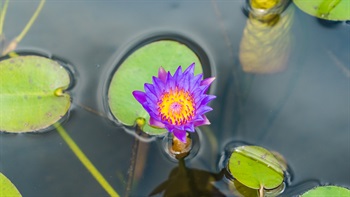延药睡莲